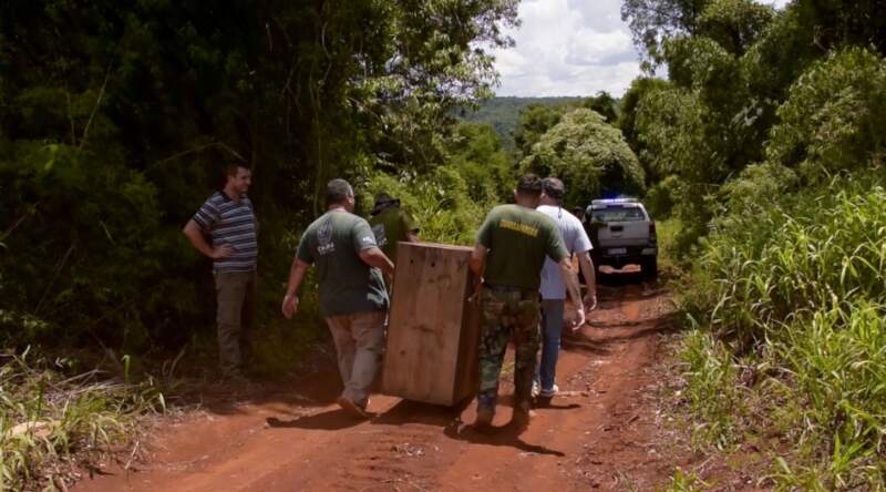 Ecología y Ohana concretaron una nueva liberación de fauna silvestre: monos, oso melero y tucán volvieron a su hábitat natural 5 Ecología y Ohana concretaron una nueva liberación de fauna silvestre: monos, oso melero y tucán volvieron a su hábitat natural imagen-4