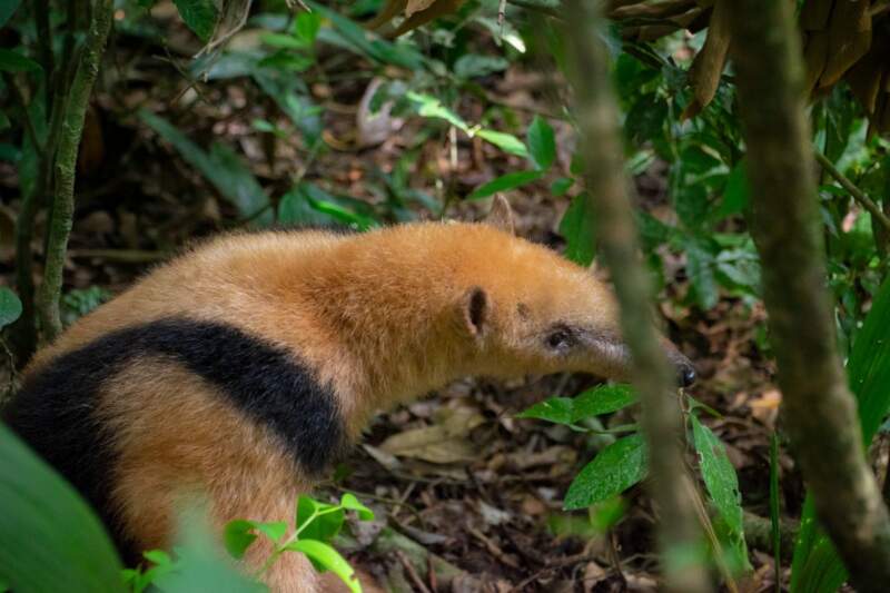 Ecología y Ohana concretaron una nueva liberación de fauna silvestre: monos, oso melero y tucán volvieron a su hábitat natural imagen-7