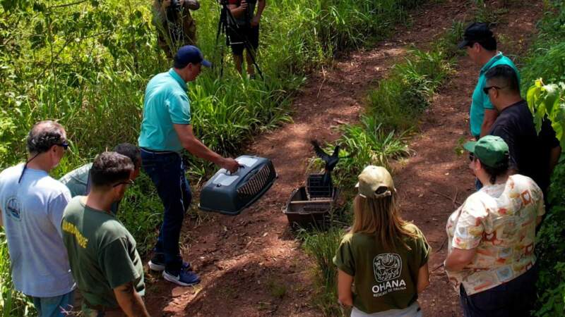 Ecología y Ohana concretaron una nueva liberación de fauna silvestre: monos, oso melero y tucán volvieron a su hábitat natural 15 Ecología y Ohana concretaron una nueva liberación de fauna silvestre: monos, oso melero y tucán volvieron a su hábitat natural imagen-14