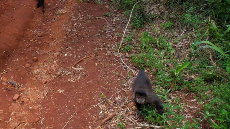 Ecología y Ohana concretaron una nueva liberación de fauna silvestre: monos, oso melero y tucán volvieron a su hábitat natural 11 Ecología y Ohana concretaron una nueva liberación de fauna silvestre: monos, oso melero y tucán volvieron a su hábitat natural imagen-10