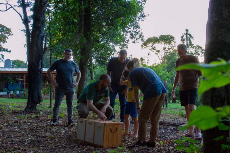 Ecología y Güirá Oga restituyeron 12 lechuzas a la Selva Misionera imagen-2