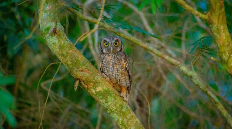 Ecología y Güirá Oga restituyeron 12 lechuzas a la Selva Misionera imagen-6
