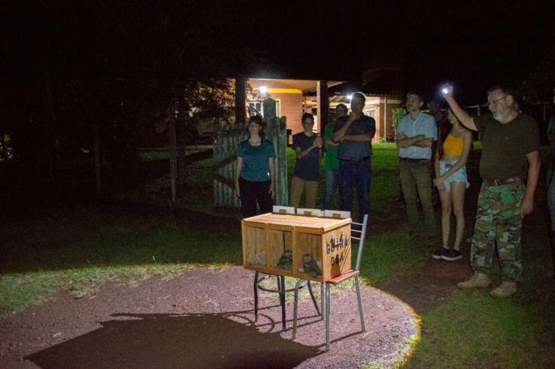 Ecología y Güirá Oga restituyeron 12 lechuzas a la Selva Misionera imagen-8
