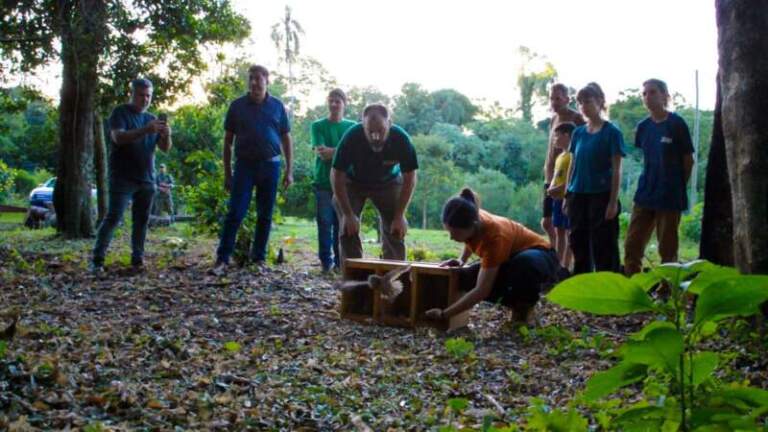 Ecología y Güirá Oga restituyeron 12 lechuzas a la Selva Misionera Ecología y Güirá Oga restituyeron 12 lechuzas a la Selva Misionera imagen-11