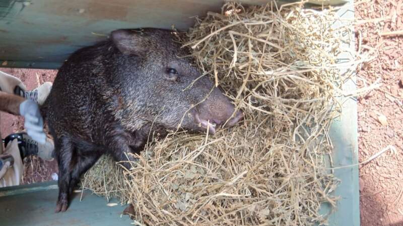 Guardaparques rescataron ejemplares de pecarí en la Península de Andresito imagen-2