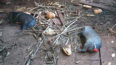 Guardaparques rescataron ejemplares de pecarí en la Península de Andresito imagen-5