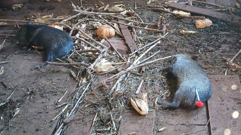 Guardaparques rescataron ejemplares de pecarí en la Península de Andresito imagen-6
