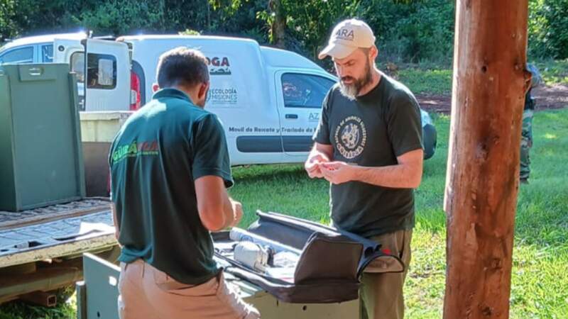 Guardaparques rescataron ejemplares de pecarí en la Península de Andresito imagen-8