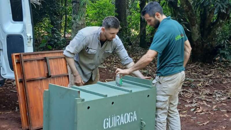 Guardaparques rescataron ejemplares de pecarí en la Península de Andresito imagen-10