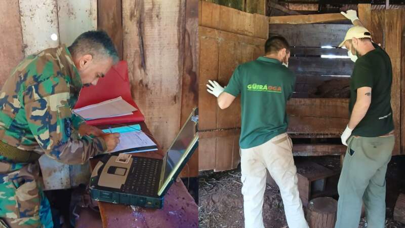 Guardaparques rescataron ejemplares de pecarí en la Península de Andresito imagen-6
