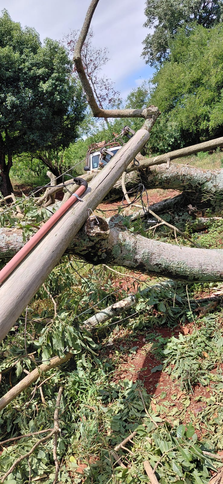 Tormenta provocó cortes de energía en varias localidades y el servicio ya fue restablecido en un 85% mientras continúan los trabajos imagen-13