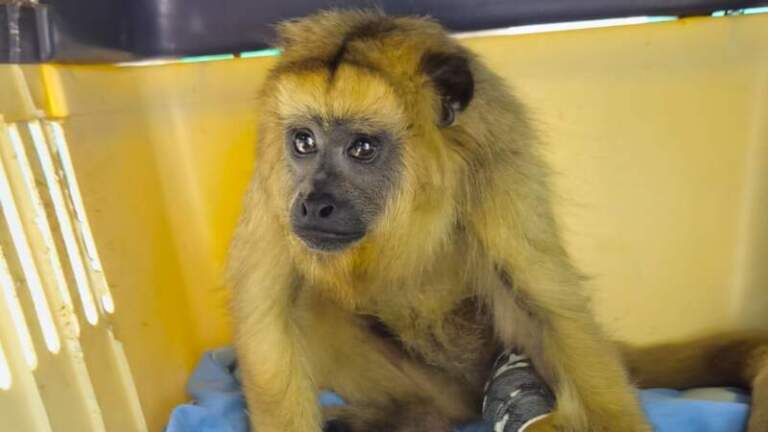 Una mona carayá atropellada ingresó al Parque Ecológico El Puma y fue intervenida quirúrgicamente imagen-25