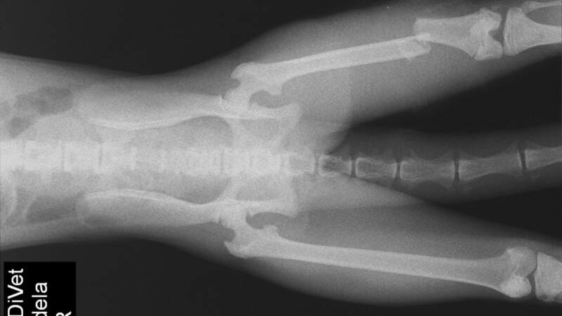 Una mona carayá atropellada ingresó al Parque Ecológico El Puma y fue intervenida quirúrgicamente 5 Una mona carayá atropellada ingresó al Parque Ecológico El Puma y fue intervenida quirúrgicamente imagen-4