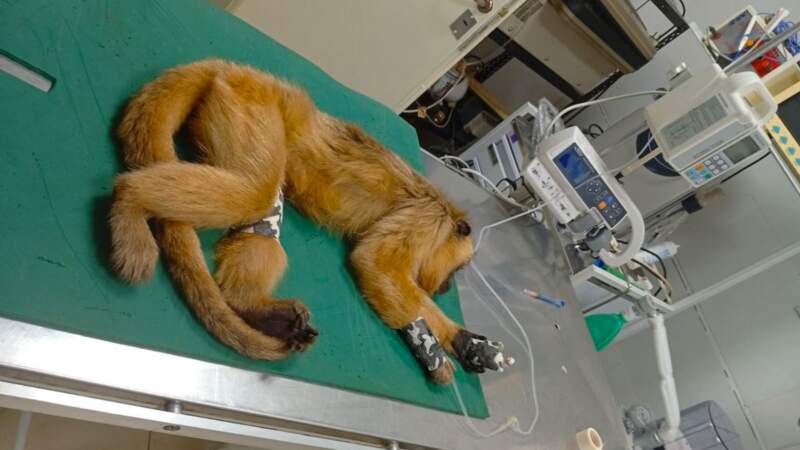 Una mona carayá atropellada ingresó al Parque Ecológico El Puma y fue intervenida quirúrgicamente 3 Una mona carayá atropellada ingresó al Parque Ecológico El Puma y fue intervenida quirúrgicamente imagen-2