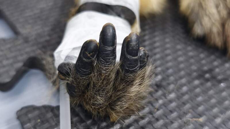 Una mona carayá atropellada ingresó al Parque Ecológico El Puma y fue intervenida quirúrgicamente 9 Una mona carayá atropellada ingresó al Parque Ecológico El Puma y fue intervenida quirúrgicamente imagen-8