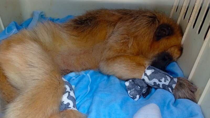 Una mona carayá atropellada ingresó al Parque Ecológico El Puma y fue intervenida quirúrgicamente 11 Una mona carayá atropellada ingresó al Parque Ecológico El Puma y fue intervenida quirúrgicamente imagen-10