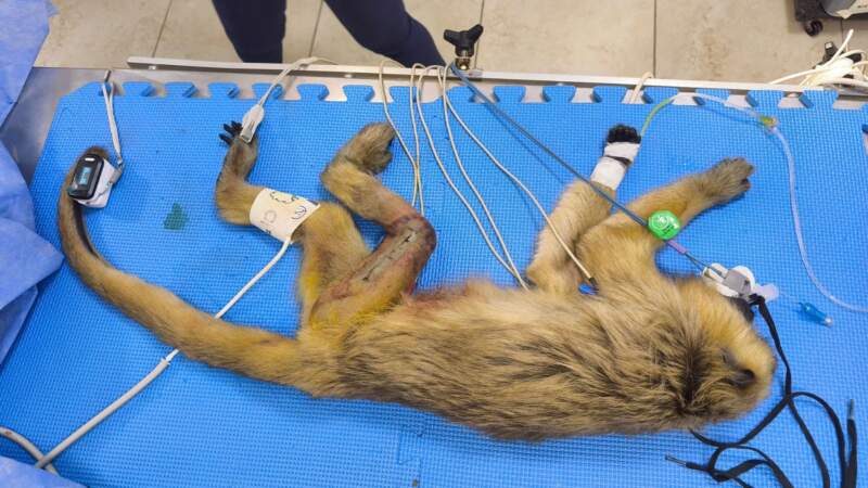 Una mona carayá atropellada ingresó al Parque Ecológico El Puma y fue intervenida quirúrgicamente 7 Una mona carayá atropellada ingresó al Parque Ecológico El Puma y fue intervenida quirúrgicamente imagen-6