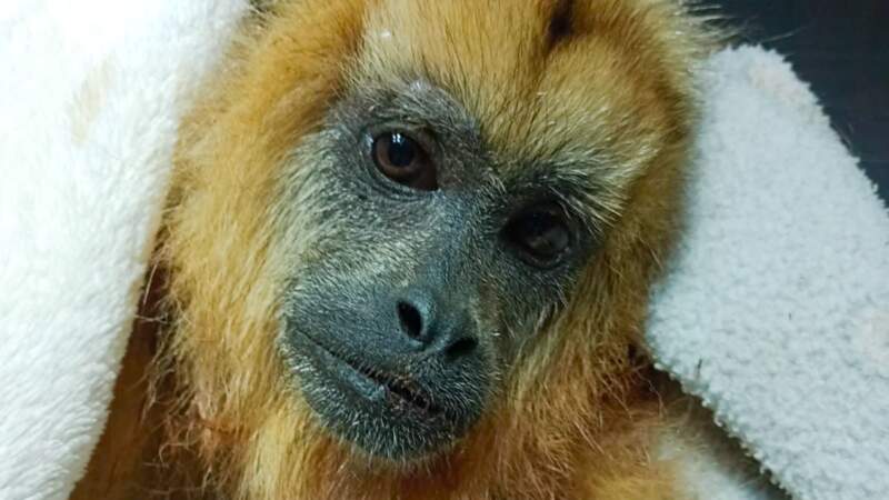 El trabajo de rehabilitación de fauna silvestre: compromiso diario y responsabilidad social imagen-2