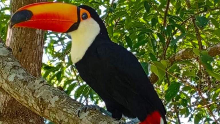 El trabajo de rehabilitación de fauna silvestre: compromiso diario y responsabilidad social imagen-8