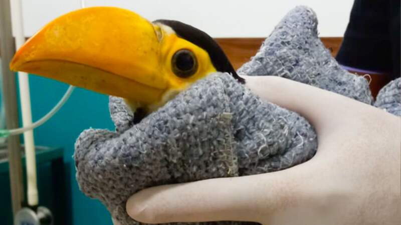 El trabajo de rehabilitación de fauna silvestre: compromiso diario y responsabilidad social imagen-6