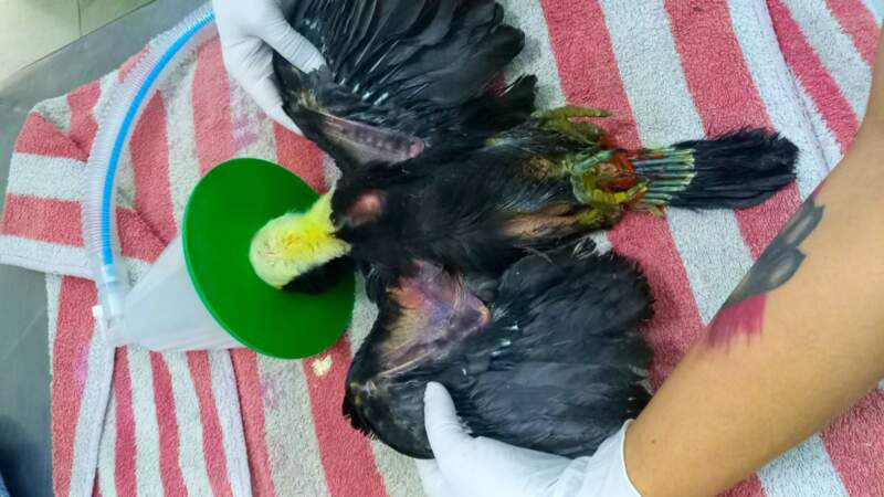 El trabajo de rehabilitación de fauna silvestre: compromiso diario y responsabilidad social imagen-10