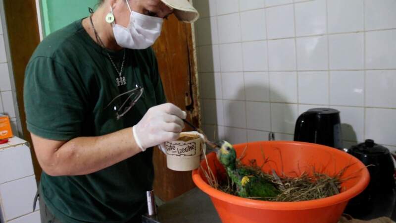 El trabajo de rehabilitación de fauna silvestre: compromiso diario y responsabilidad social imagen-18