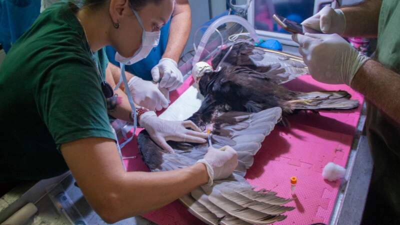 El trabajo de rehabilitación de fauna silvestre: compromiso diario y responsabilidad social imagen-20