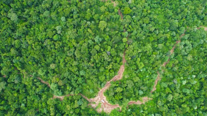 En amplio operativo de control forestal en la provincia interceptan a cazadores furtivos y secuestran armas imagen-4