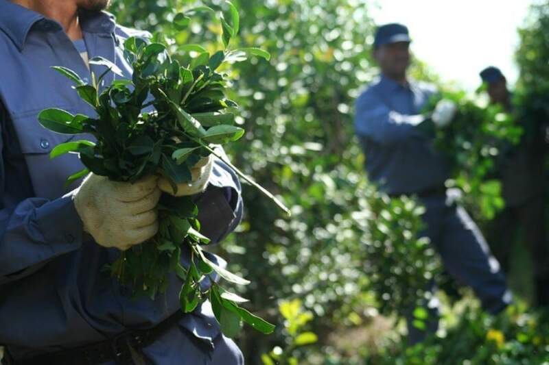Misiones propone crear una pizarra de referencia para sostener el precio de la hoja verde de yerba mate imagen-4
