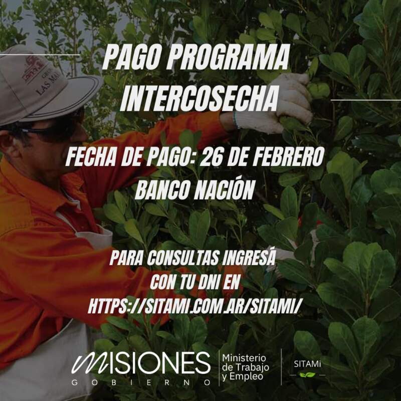 Pagan el Programa Intercosecha a tareferos y tabacaleros de Misiones imagen-4