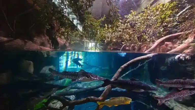 AquaFoz: cómo funciona el acuario de Foz do Iguaçu dedicado a la educación ambiental y al estudio de los ecosistemas acuáticos imagen-4