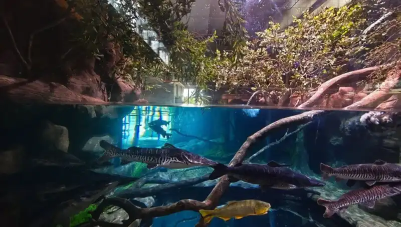 AquaFoz: cómo funciona el acuario de Foz do Iguaçu dedicado a la educación ambiental y al estudio de los ecosistemas acuáticos imagen-8