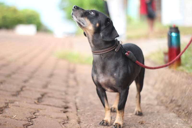 El Quirófano Móvil del IMuSa brindó atención gratuita en Cocomarola Oeste  imagen-4