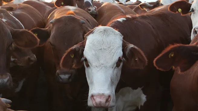 Enero en rojo para la carne vacuna: la faena cayó casi 12% y la producción retrocedió 10% Enero en rojo para la carne vacuna: la faena cayó casi 12% y la producción retrocedió 10% imagen-6