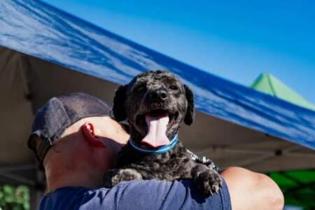 El IMuSa refuerza controles sanitarios y promueve la tenencia responsable de mascotas en Posadas imagen-7