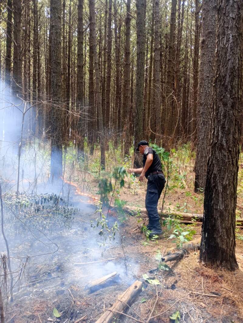 Incendio en Corpus: policías y bomberos lograron controlar el fuego que afectó una hectárea de pinos imagen-2