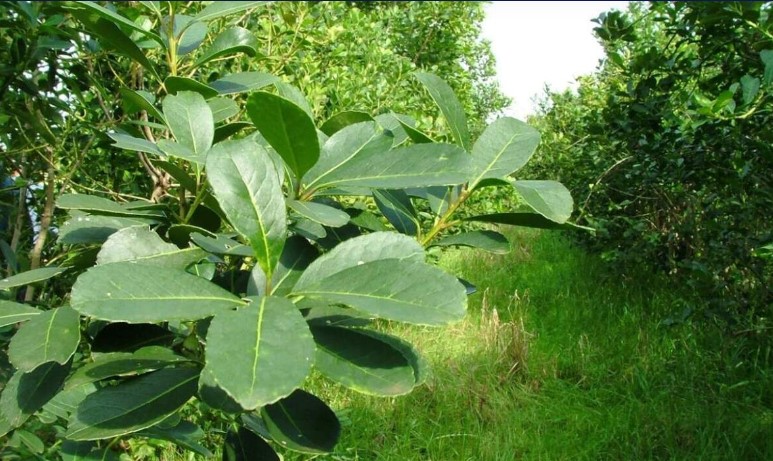 Productores piden la intervención del Ministro del Interior para revertir el “criminal deterioro del sector y la pérdida de calidad de la Yerba Mate Argentina” imagen-8