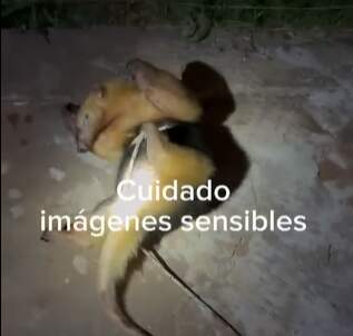 Dramático rescate de un oso melero atropellado en la Ruta Nacional 12 imagen-51