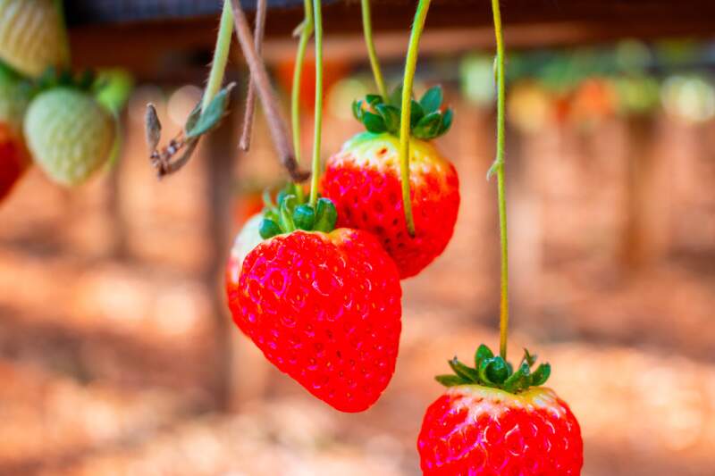 Realizarán capacitación teórico-práctica sobre cultivo de frutilla en San Vicente imagen-4