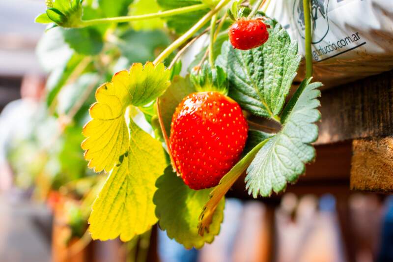 Realizarán capacitación teórico-práctica sobre cultivo de frutilla en San Vicente imagen-2