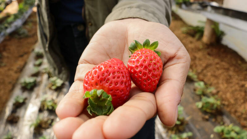 Realizarán capacitación teórico-práctica sobre cultivo de frutilla en San Vicente imagen-8