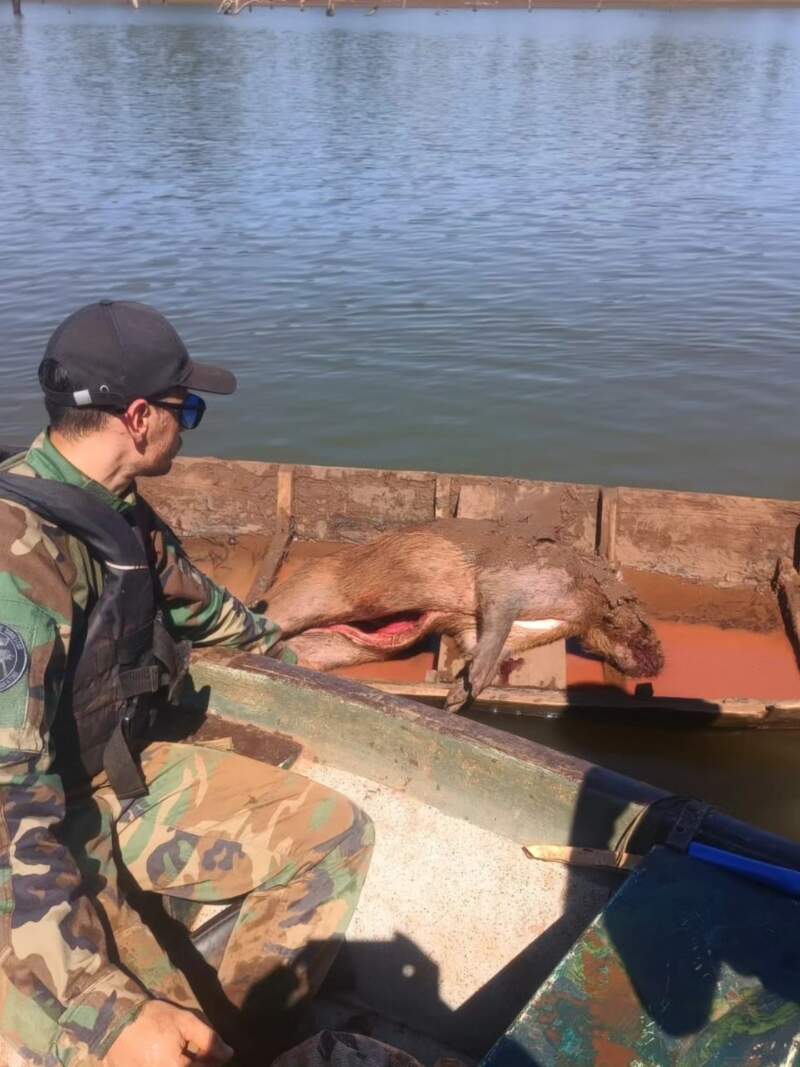 Desarmaron campamentos ocultos en la selva para caza y pesca furtiva y secuestraron casi 5 mil metros de redes imagen-2