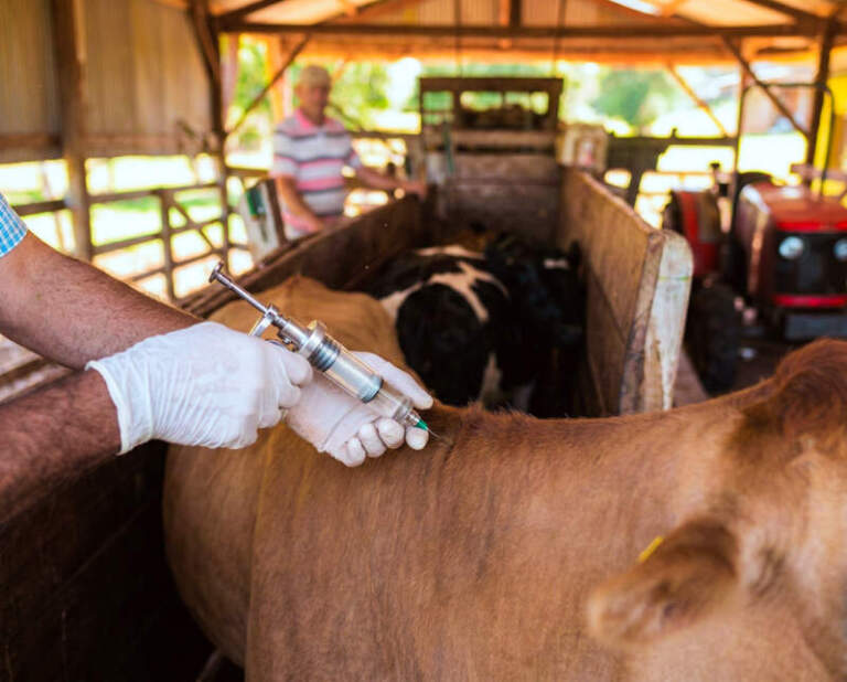 Inicia nueva campaña contra aftosa y brucelosis: Misiones refuerza su estatus sanitario y protege la ganadería imagen-5