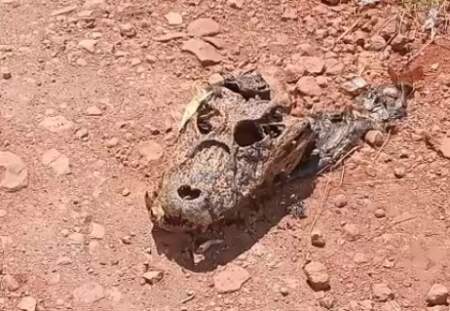 Hallaron restos de un ejemplar de yacaré en un descampado del casco céntrico de 25 de Mayo imagen-7