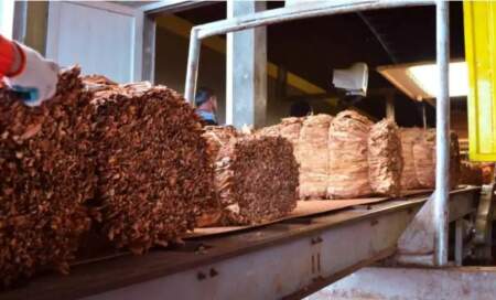 Tabaco: Misiones ya superó los 14 millones de kilos vendidos y se encamina a los 36 millones, destacan imagen-5