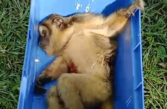 Resguardaron un mono lesionado hallado en el patio de una vivienda en Costa Mango imagen-10