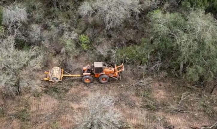 Greenpeace denunció ante la Corte Suprema el aumento de la deforestación y el riesgo de flexibilizar la Ley de Bosques imagen-13