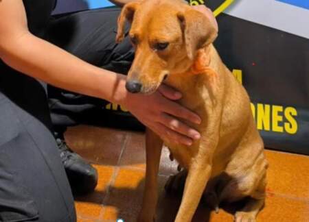 Proteccionistas formalizaron la denuncia contra el hombre que arrastraba a un perro con su moto en San Ignacio imagen-11