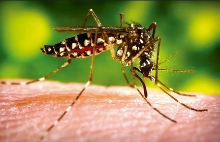 Alertan sobre la necesidad de reforzar la prevención frente al avance del Chikungunya en la región imagen-4