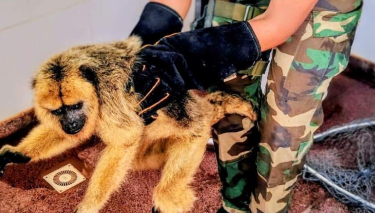 Encontró un mono y lo llevó como acompañante hasta la Comisaría en Posadas imagen-15